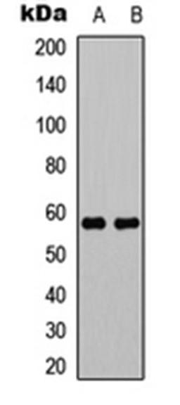 Western blot analysis of HEK293T (Lane 1), NIH3T3 (Lane 2) whole cell lysates using MLZE antibody