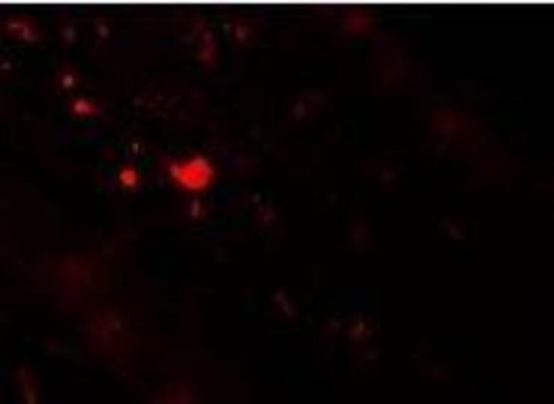 Immunocytochemistry/Immunofluorescence: TFF3 Antibody [NBP1-76514] - in Human Small Intestine cells with TFF3 antibody at 20 ug/mL.