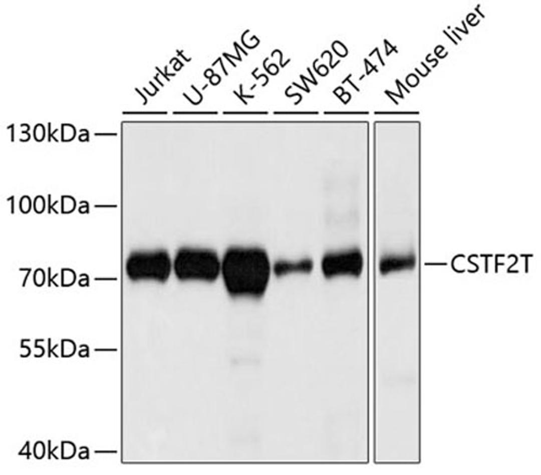 Western blot - CSTF2T antibody (A4540)