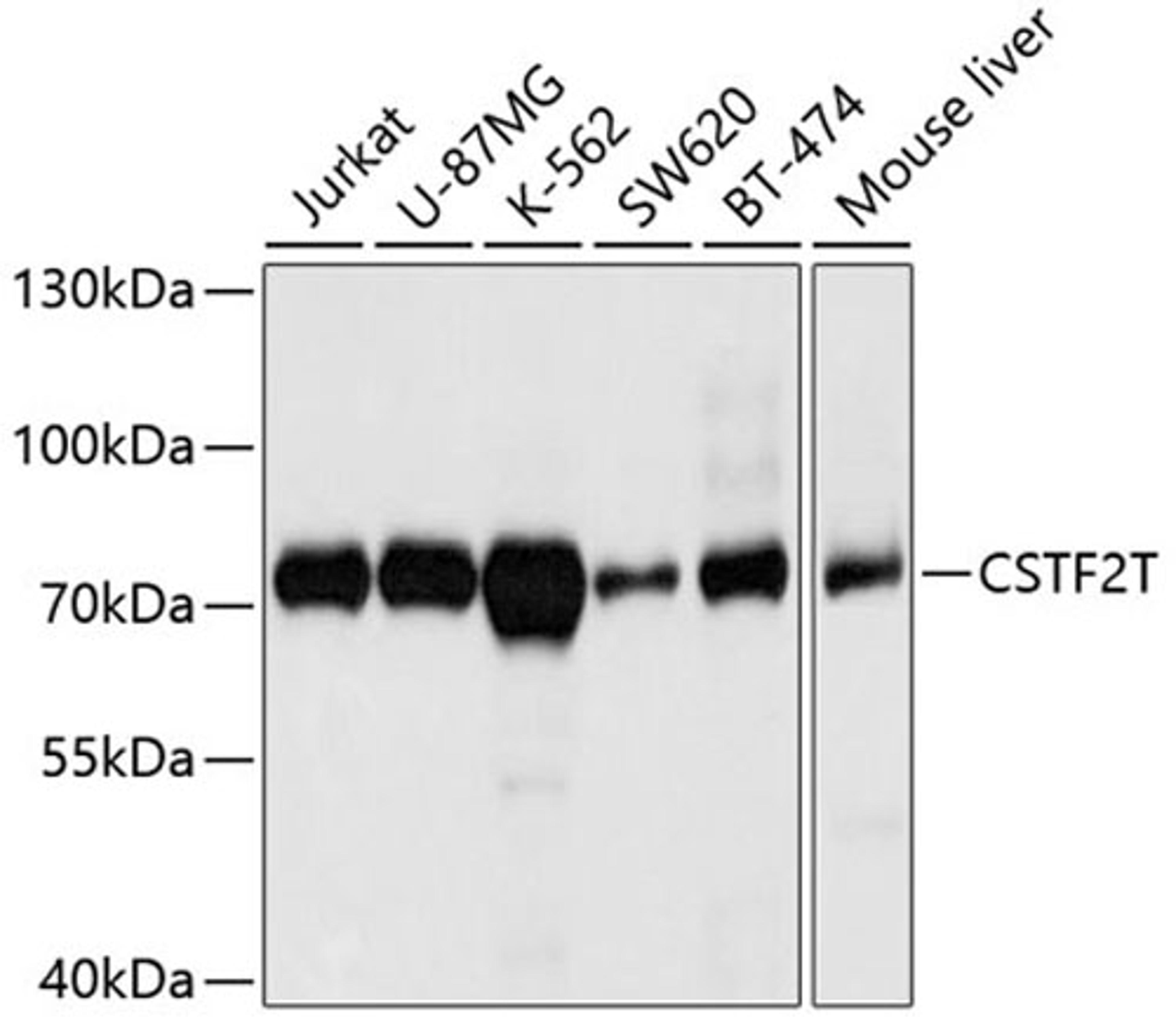 Western blot - CSTF2T antibody (A4540)