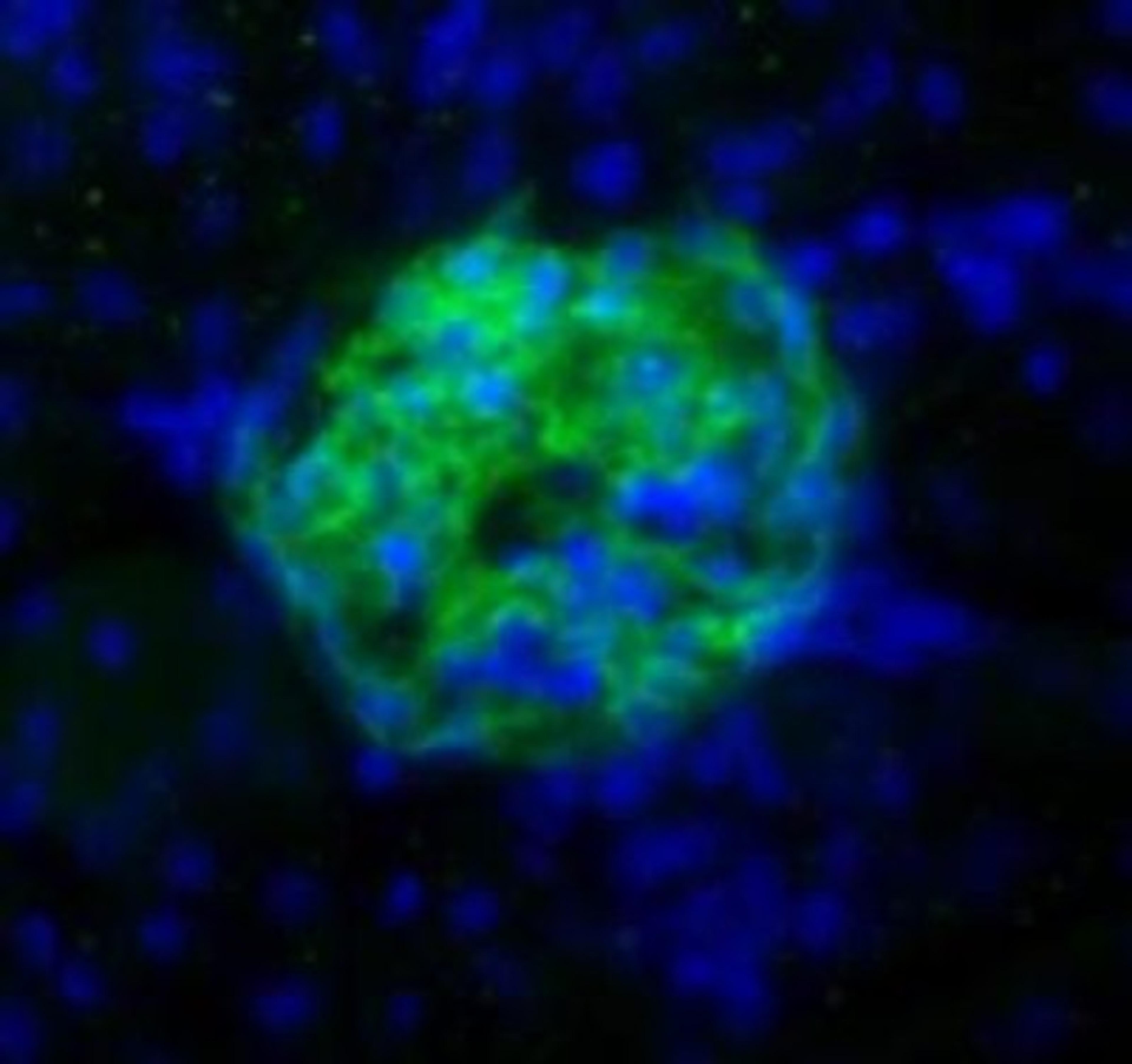 Immunocytochemistry/Immunofluorescence: Podoplanin Antibody (8.1.1) [NB600-1015] - Podoplanin (8.1.1) antibody labeling (green) of glomeruli from mouse kidney. Nuclei were counterstained with Dapi (blue).