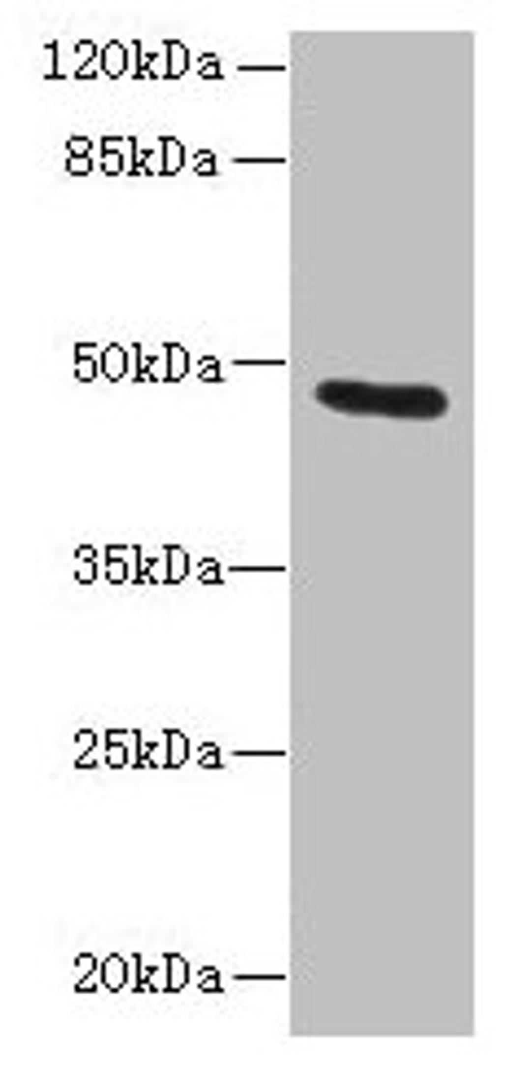 Western blot. All lanes: KRT33B antibody at 1µg/ml + MCF-7 whole cell lysate. Secondary. Goat polyclonal to rabbit IgG at 1/10000 dilution. Predicted band size: 47 kDa. Observed band size: 47 kDa