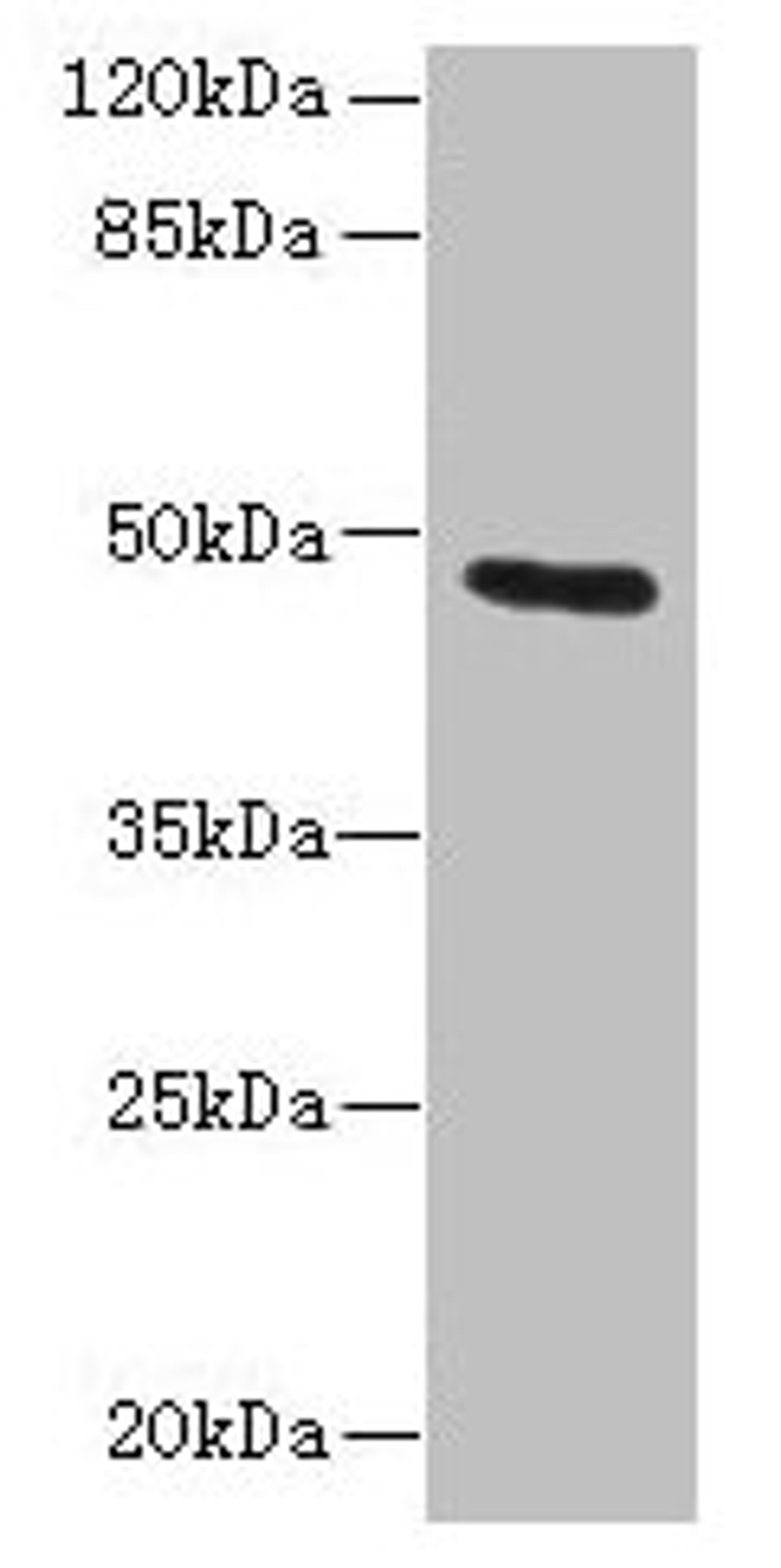 Western blot. All lanes: KRT33B antibody at 1µg/ml + MCF-7 whole cell lysate. Secondary. Goat polyclonal to rabbit IgG at 1/10000 dilution. Predicted band size: 47 kDa. Observed band size: 47 kDa