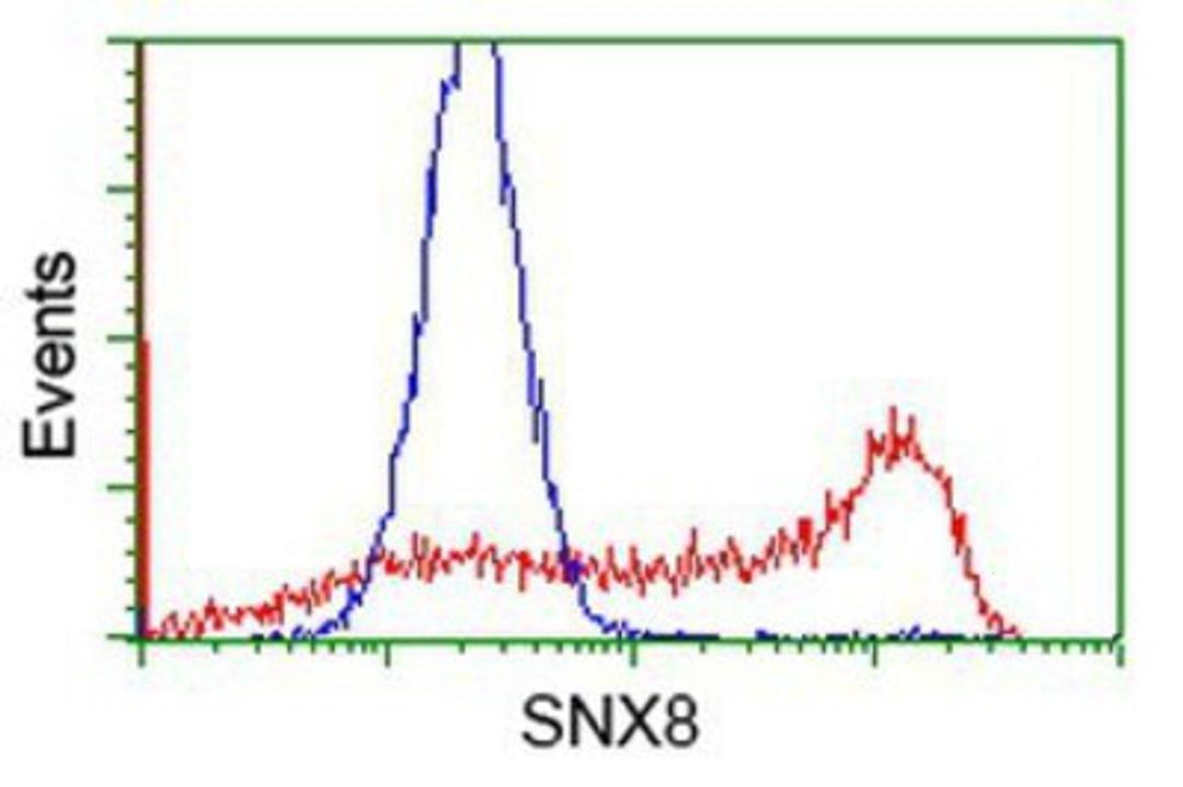 Flow Cytometry: SNX8 Antibody (1E5) [NBP2-03367] - HEK293T cells transfected with either overexpression plasmid (Red) or empty vector control plasmid (Blue) were immunostained by anti-SNX8 antibody, and then analyzed by flow cytometry.