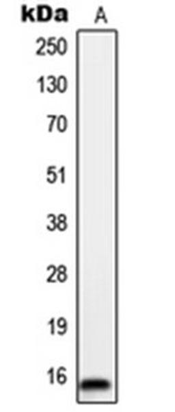 Western blot analysis of HeLa (Lane 1) whole cell lysates using ORAOV1 antibody