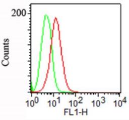 Flow Cytometry: Podocalyxin Antibody (3D3) [NBP2-25219] - Surface staining of NCCIT cells using Podocalyxin antibody at 1 ug/10^6 cells. A FITC-conjugated anti mouse Ig secondary antibody was used along with this antibody .