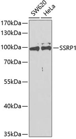 Western blot - SSRP1 antibody (A13636)