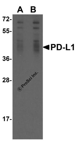 <strong>Figure 1 Overexpression Validation of PD-L1 in 293 Cells </strong><br>
Loading: 15 μg of lysates per lane.
Antibodies: RF16035 (A, 0.25 μg/mL; B, 0.5 μg/mL), 1 h incubation at RT in 5% NFDM/TBST.
Secondary: Goat anti-mouse IgG HRP
