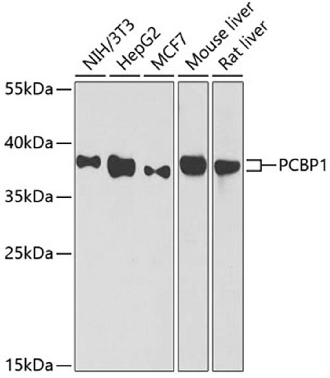 Western blot - PCBP1 antibody (A1044)