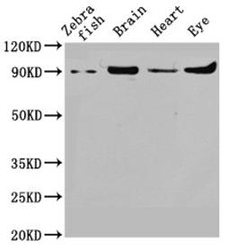 Western Blot. Positive WB detected in: Zebrafish tissue, Zebrafish brain tissue, Zebrafish heart tissue, Zebrafish eye tissue. All lanes: vcp antibody at 1.8ug/ml. Secondary. Goat polyclonal to rabbit IgG at 1/50000 dilution. Predicted band size: 90 kDa. Observed band size: 90 kDa.