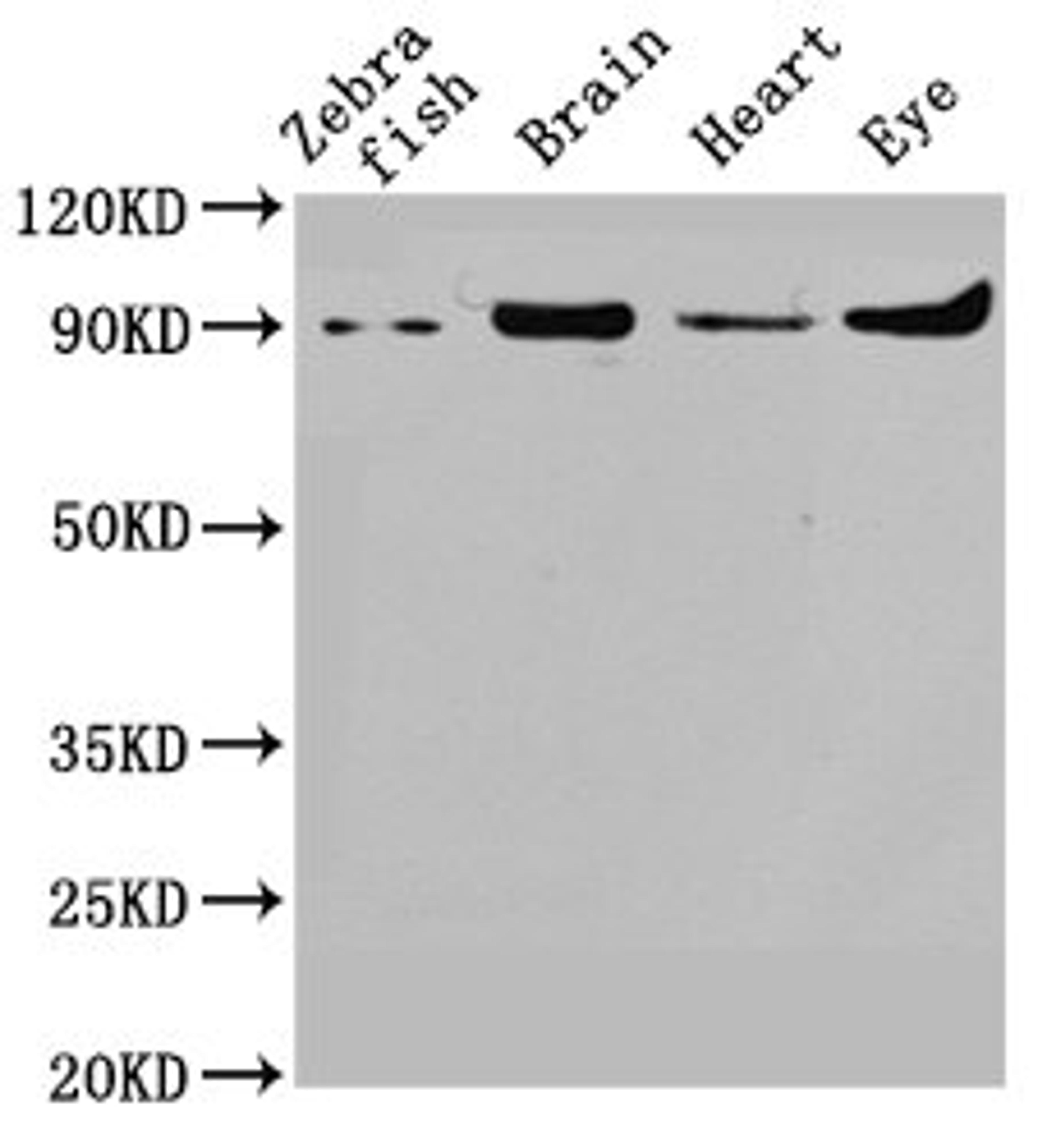 Western Blot. Positive WB detected in: Zebrafish tissue, Zebrafish brain tissue, Zebrafish heart tissue, Zebrafish eye tissue. All lanes: vcp antibody at 1.8ug/ml. Secondary. Goat polyclonal to rabbit IgG at 1/50000 dilution. Predicted band size: 90 kDa. Observed band size: 90 kDa.