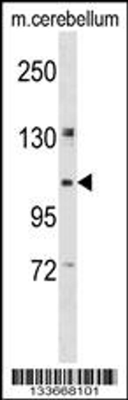 Western blot analysis in mouse cerebellum tissue lysates (35ug/lane).