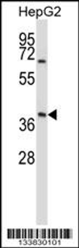 Western blot analysis in HepG2 cell line lysates (35ug/lane).