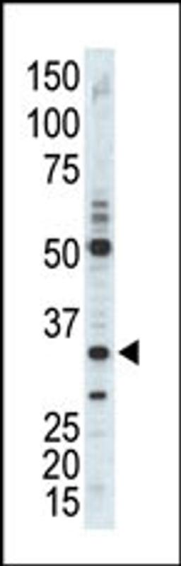 Western blot analysis of anti-CDK1 Pab in A375 cell lysate