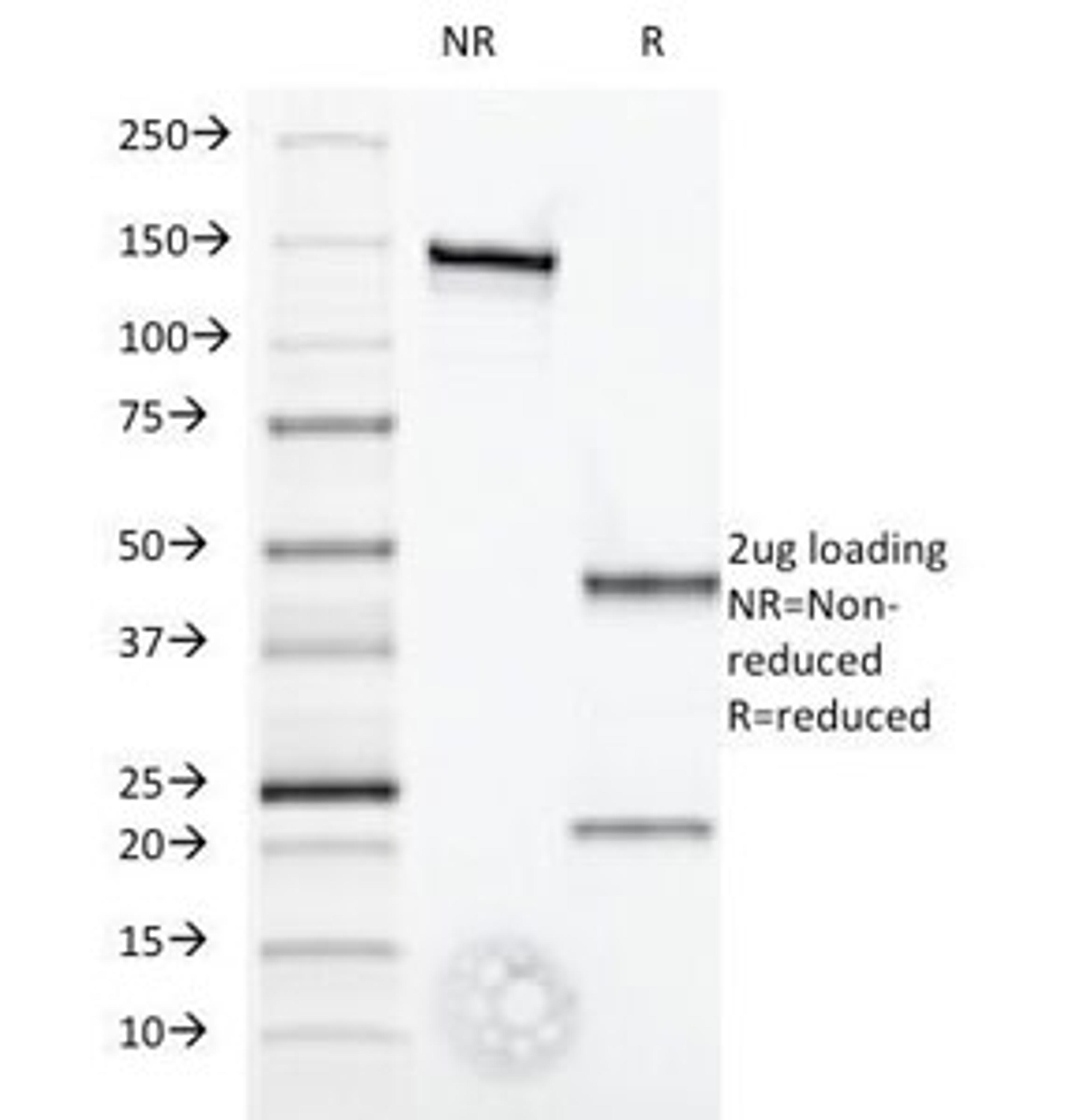 SDS-PAGE Analysis of Purified, BSA-Free Interferon alpha Antibody (clone 2.52). Confirmation of Integrity and Purity of the Antibody.