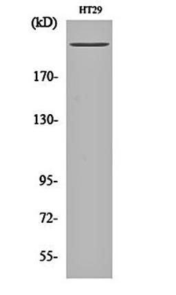 Western blot analysis of HT29 cell lysates using Rpb1 antibody