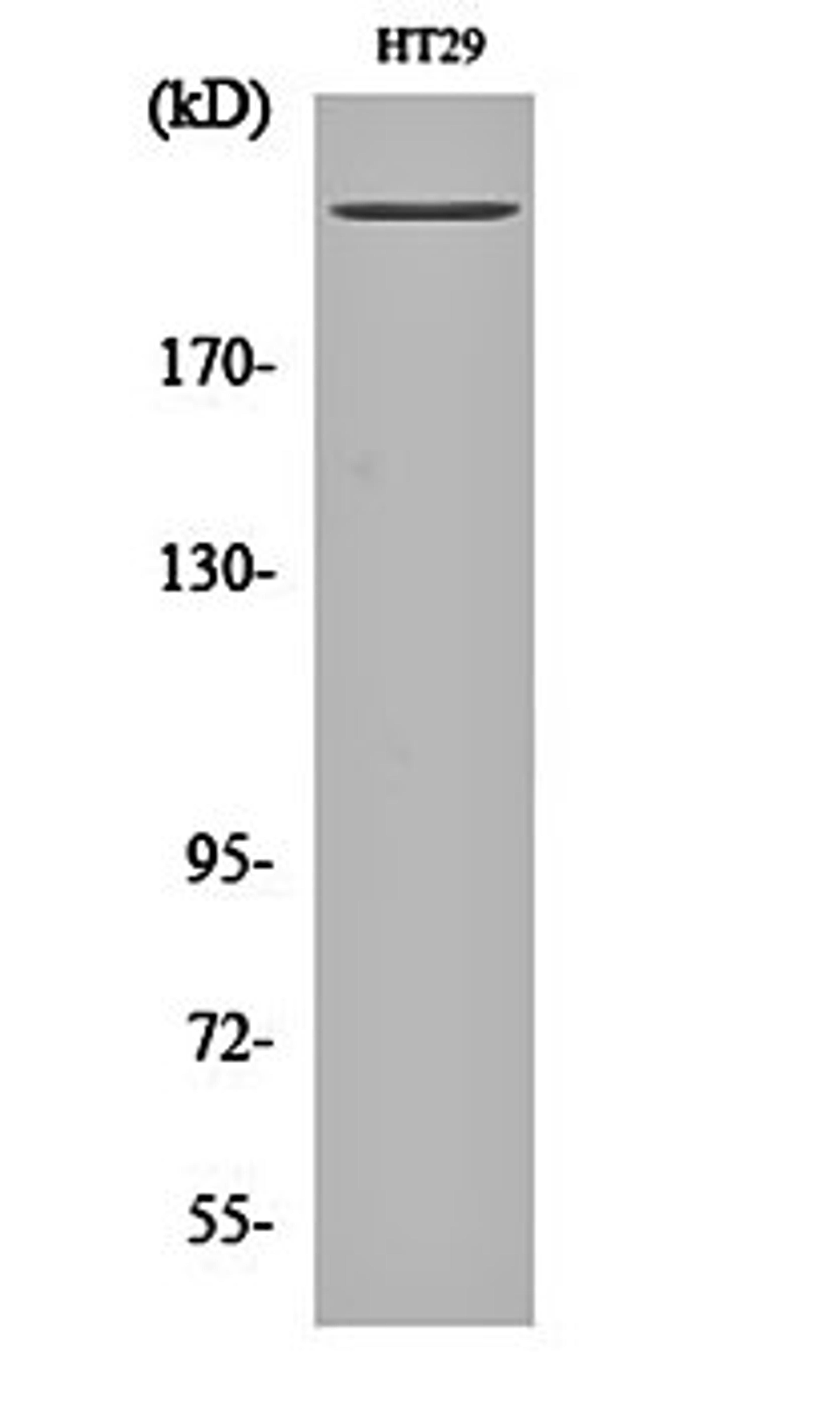 Western blot analysis of HT29 cell lysates using Rpb1 antibody