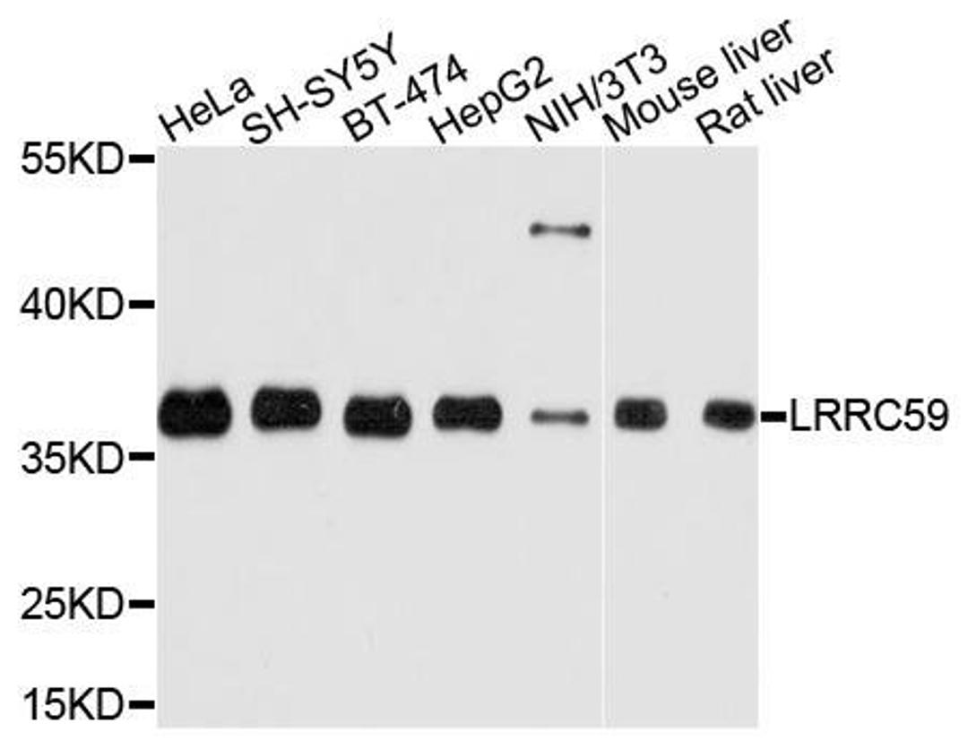 Western blot analysis of extracts of various cells using LRRC59 antibody