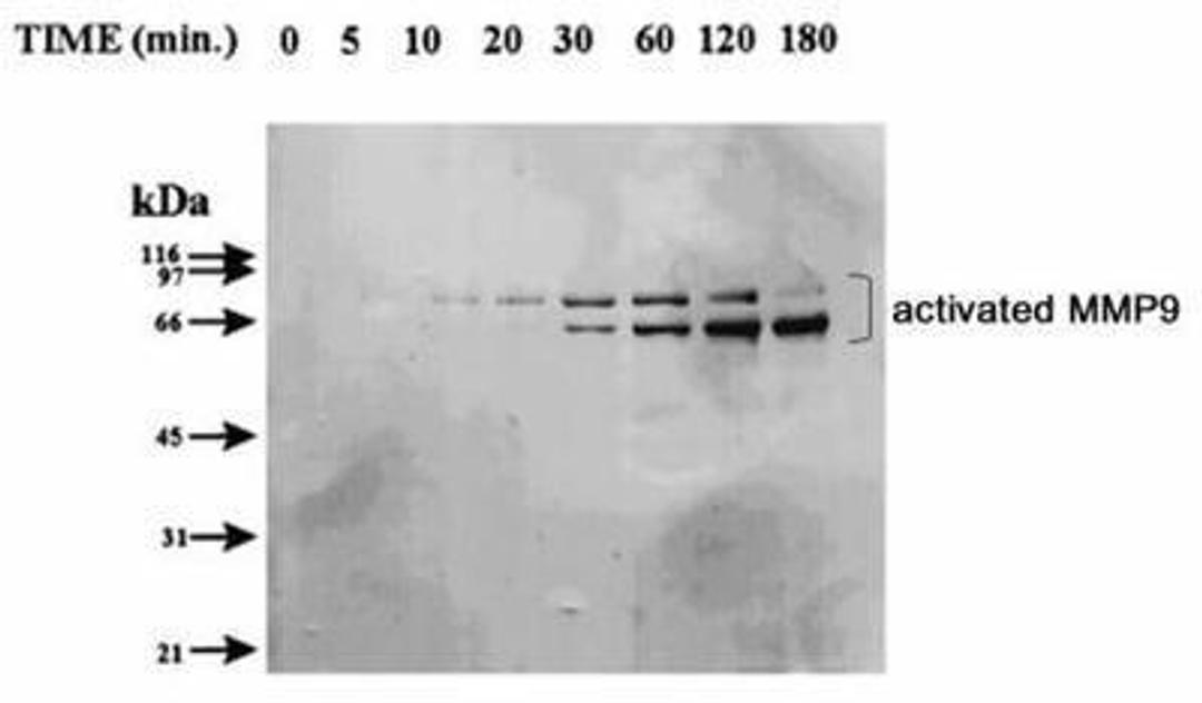 Western Blot: MMP9 Antibody (4A3) [NBP2-13173] - Western blot analysis of activated MMP9 expression in MMP9 proenzyme incubated with trypsin for various times.