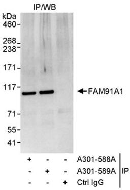 Detection of human FAM91A1 by western blot of immunoprecipitates.