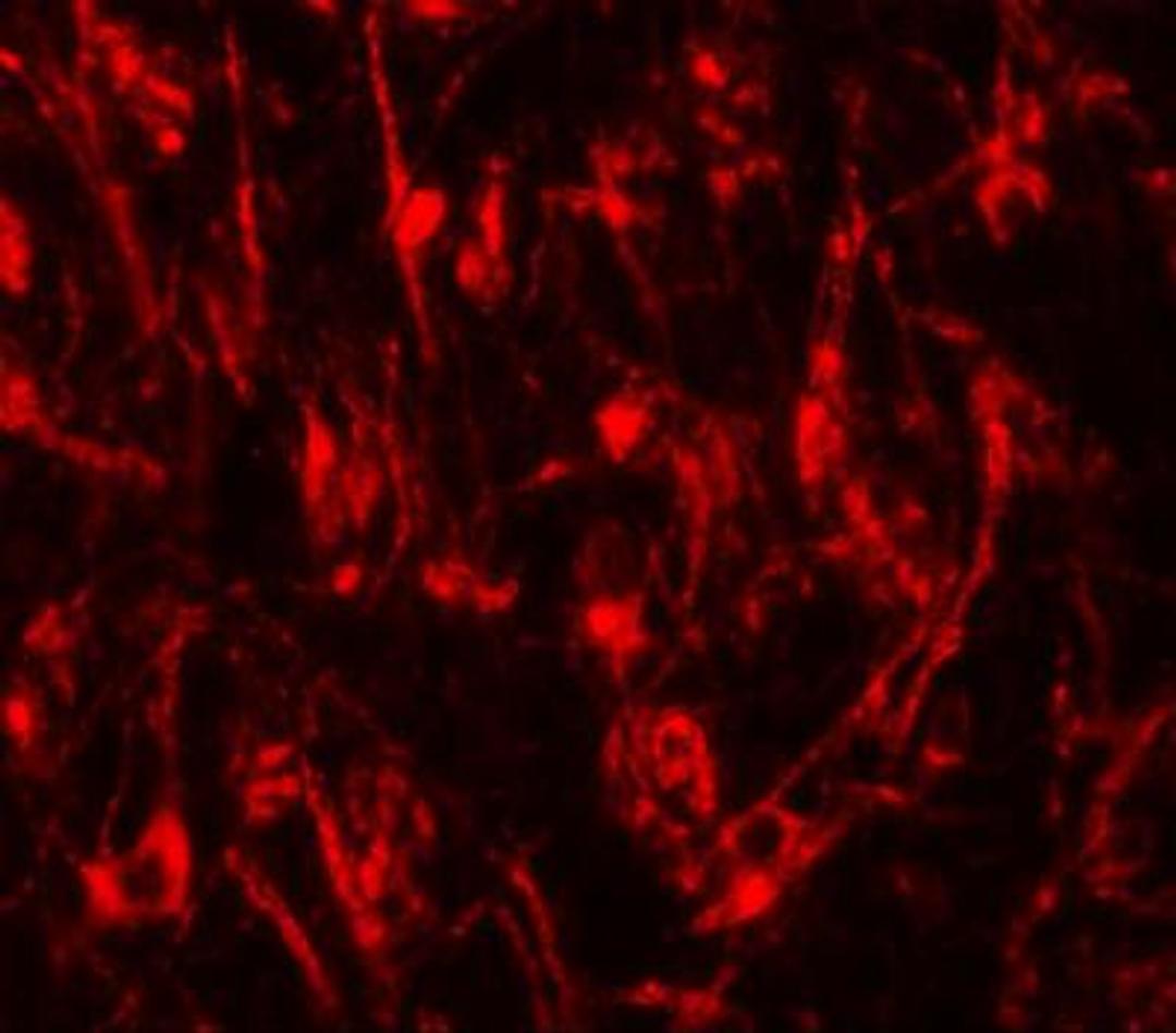 Immunocytochemistry/Immunofluorescence: LCMT2 Antibody [NBP1-76585] - Immunofluorescence of LCMT2 in mouse brain tissue with LCMT2 antibody at 20 ug/mL.