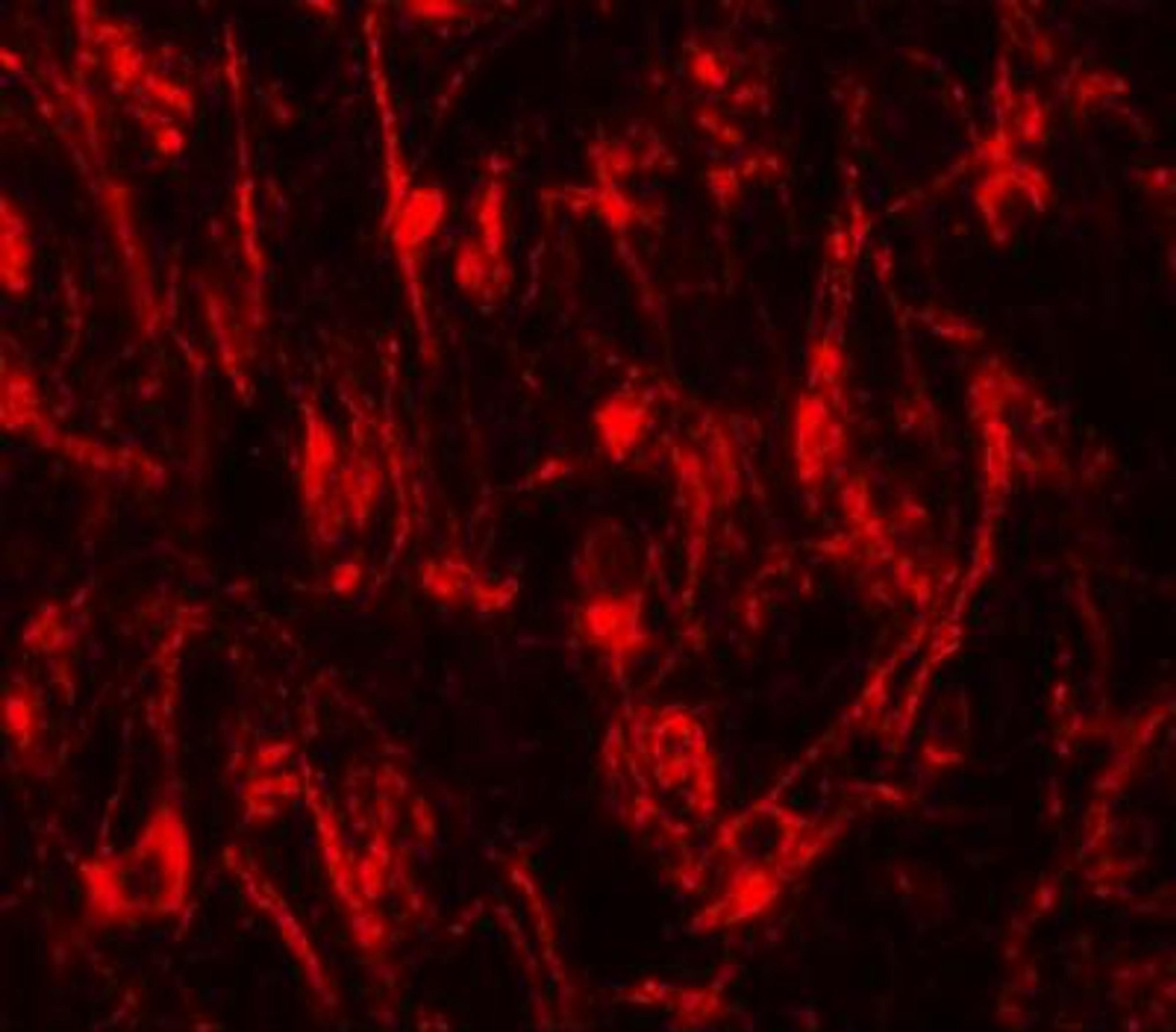 Immunocytochemistry/Immunofluorescence: LCMT2 Antibody [NBP1-76585] - Immunofluorescence of LCMT2 in mouse brain tissue with LCMT2 antibody at 20 ug/mL.