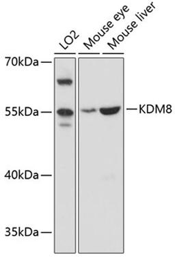 Western blot - KDM8 antibody (A11606)