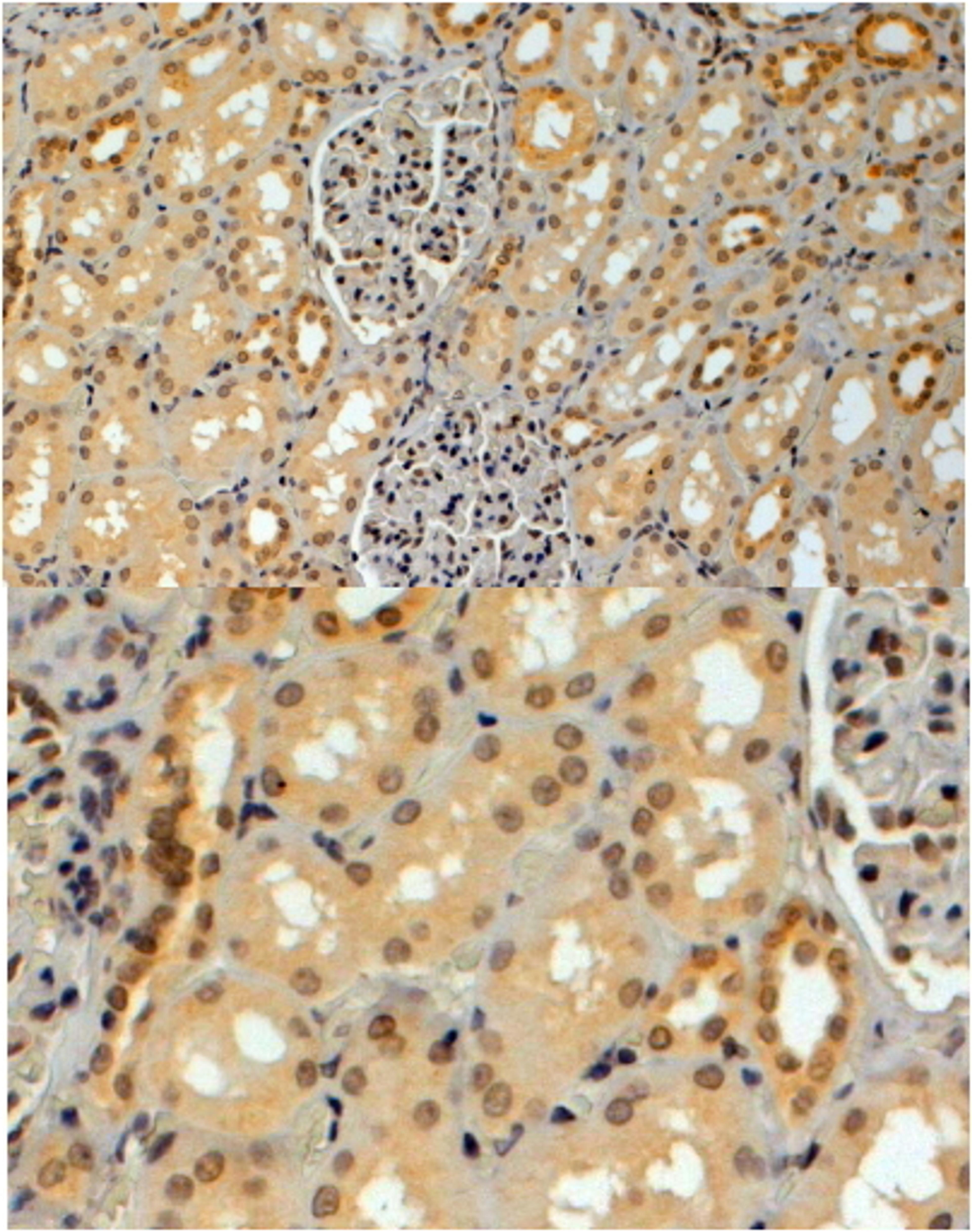 45-667 (4ug/ml) staining of paraffin embedded Human Kidney. Steamed antigen retrieval with citrate buffer pH 6, HRP-staining.