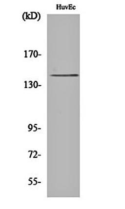 Western blot analysis of HuvEc cell lysates using HGK antibody