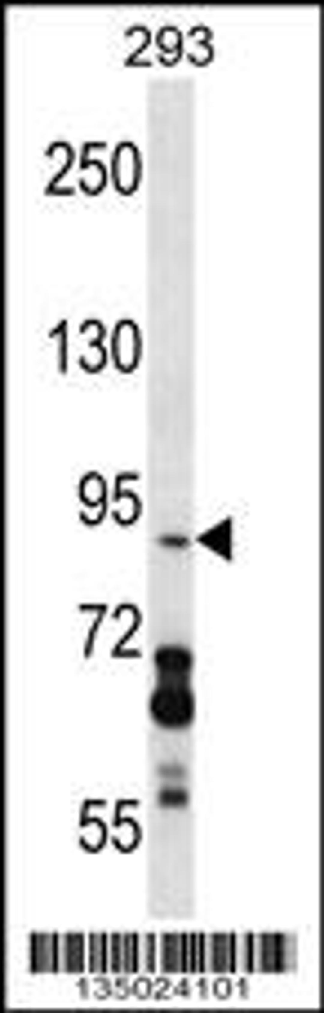 Western blot analysis in 293 cell line lysates (35ug/lane).