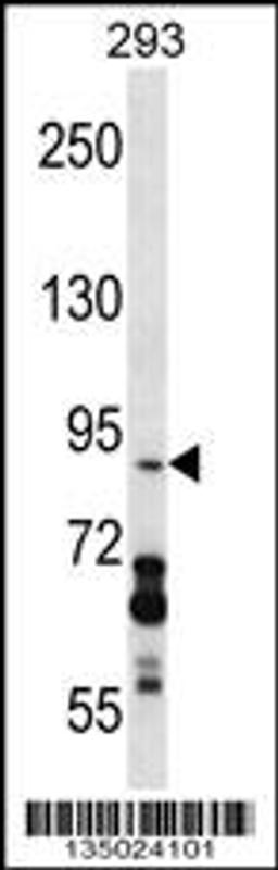 Western blot analysis in 293 cell line lysates (35ug/lane).