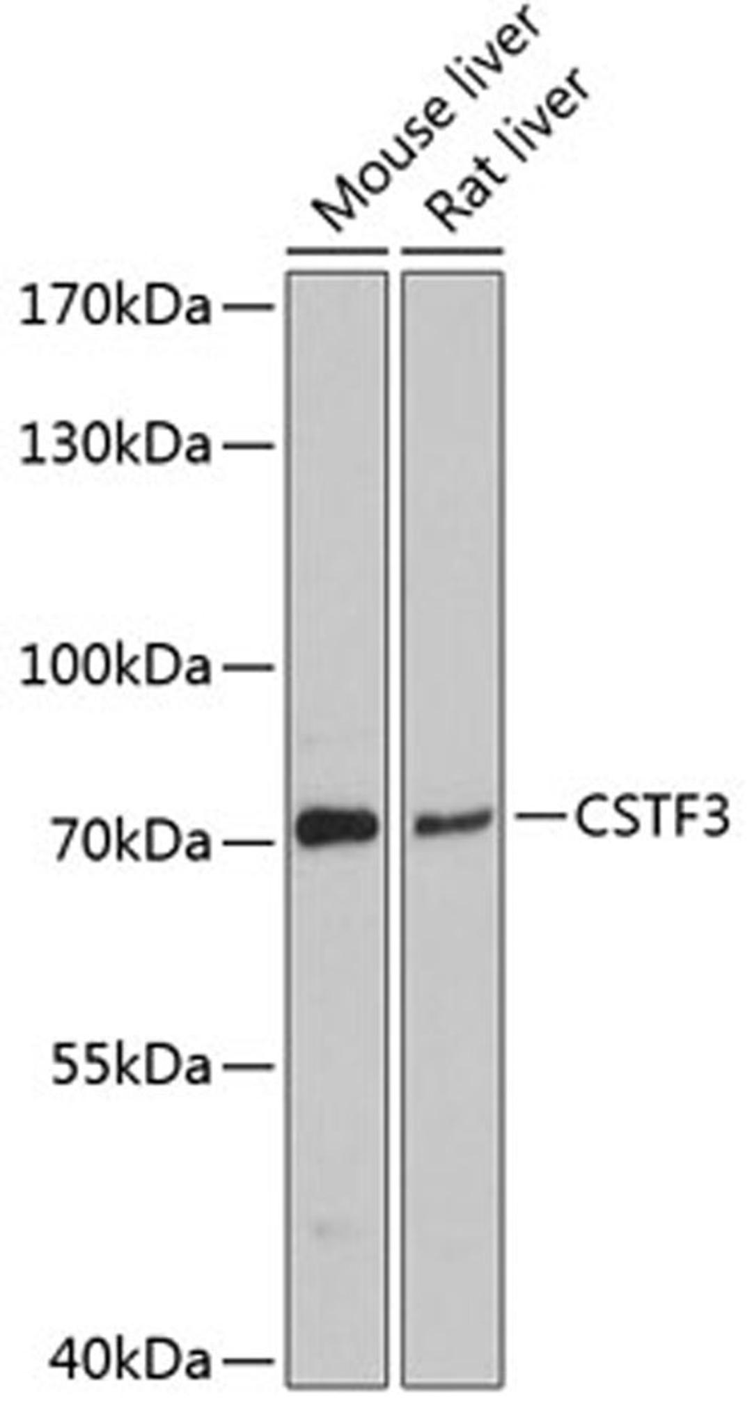 Western blot - CSTF3 antibody (A11665)