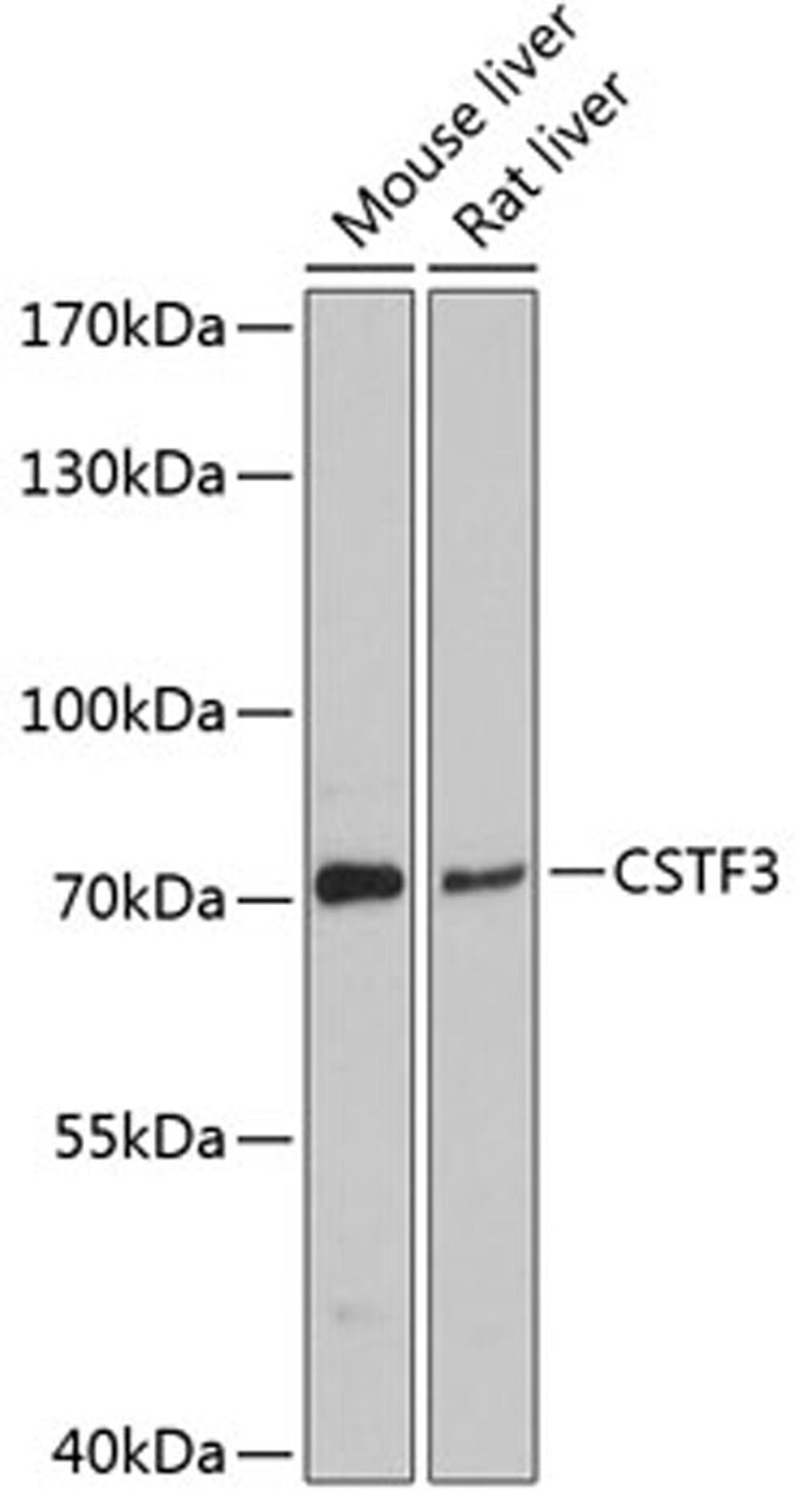 Western blot - CSTF3 antibody (A11665)