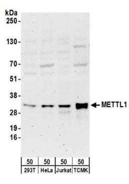 Detection of human and mouse METTL1 by western blot.