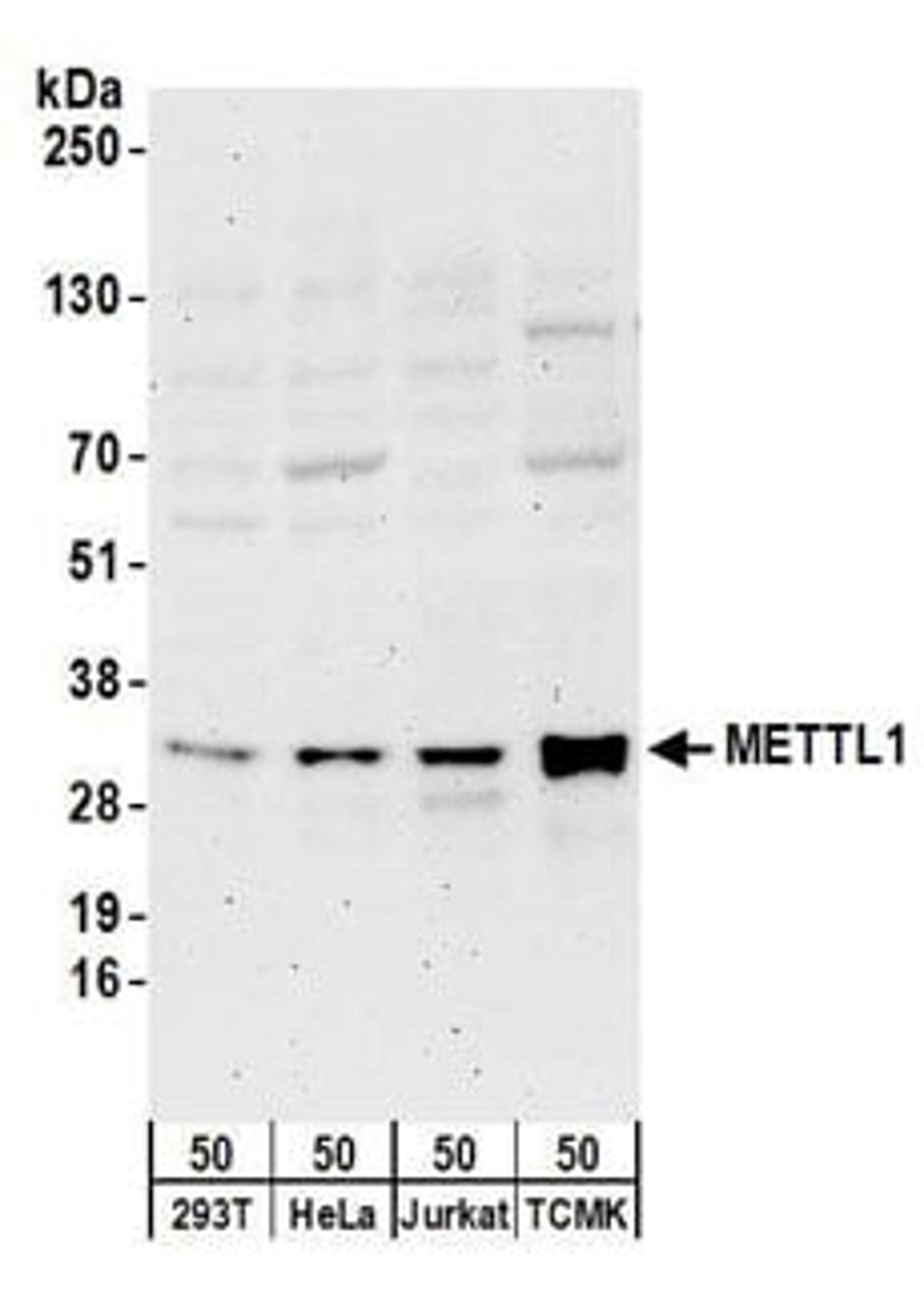 Detection of human and mouse METTL1 by western blot.