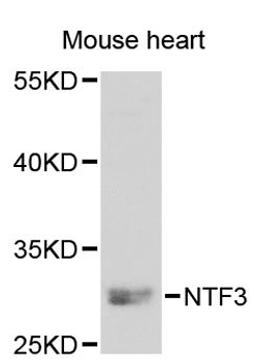 Western blot - NTF3 antibody (A3179)