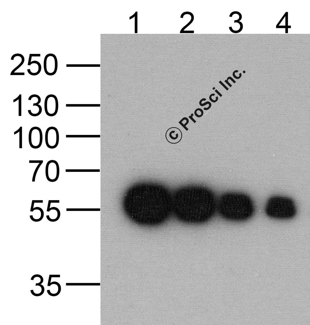 Western blot analysis of (1) 1000ng, (2) 500 ng, (3) 250 ng, and (4) 125 ng of a DDDDK-tag-containing recombinant GGP1 protein with DDDDK-tag antibody at 0.5 &#956;g/ml.