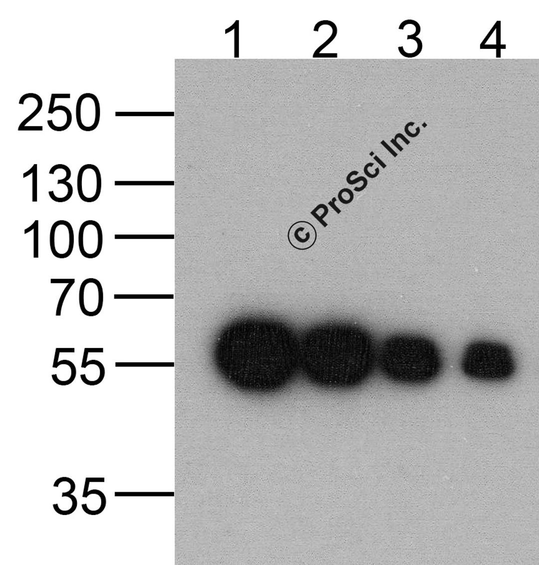 Western blot analysis of (1) 1000ng, (2) 500 ng, (3) 250 ng, and (4) 125 ng of a DDDDK-tag-containing recombinant GGP1 protein with DDDDK-tag antibody at 0.5 μg/ml.