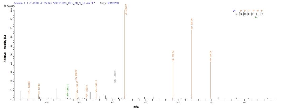 Based on the SEQUEST from database of Yeast host and target protein, the LC-MS/MS Analysis result of CSB-YP008625HU could indicate that this peptide derived from Yeast-expressed Homo sapiens (Human) FGF2.
