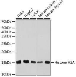 Western blot - Histone H2A Rabbit mAb (A3692)