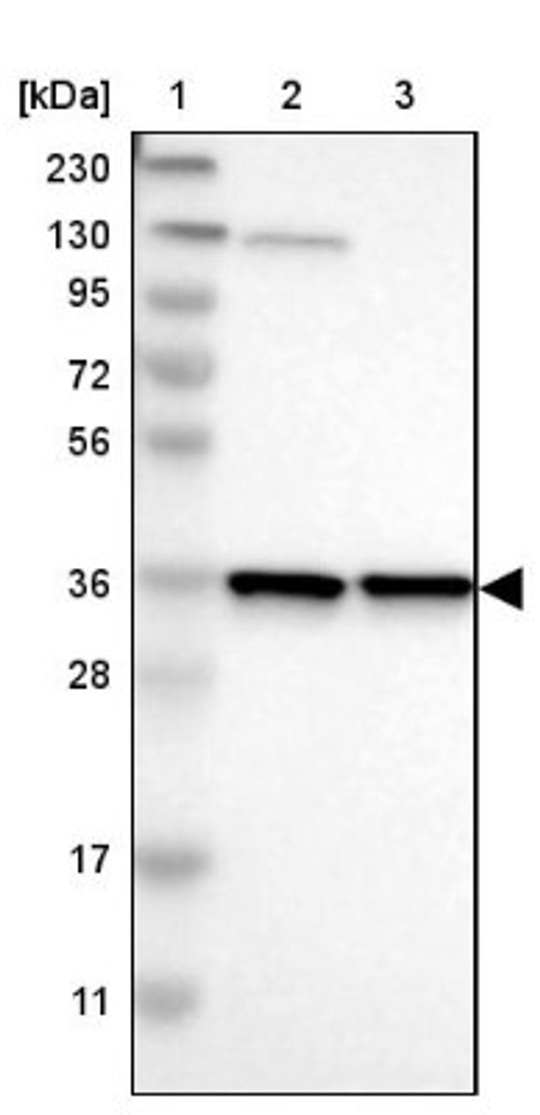 Western Blot: MOSC2 Antibody [NBP1-82167] - Lane 1: Marker [kDa] 230, 130, 95, 72, 56, 36, 28, 17, 11<br/>Lane 2: Human cell line RT-4<br/>Lane 3: Human cell line U-251MG sp