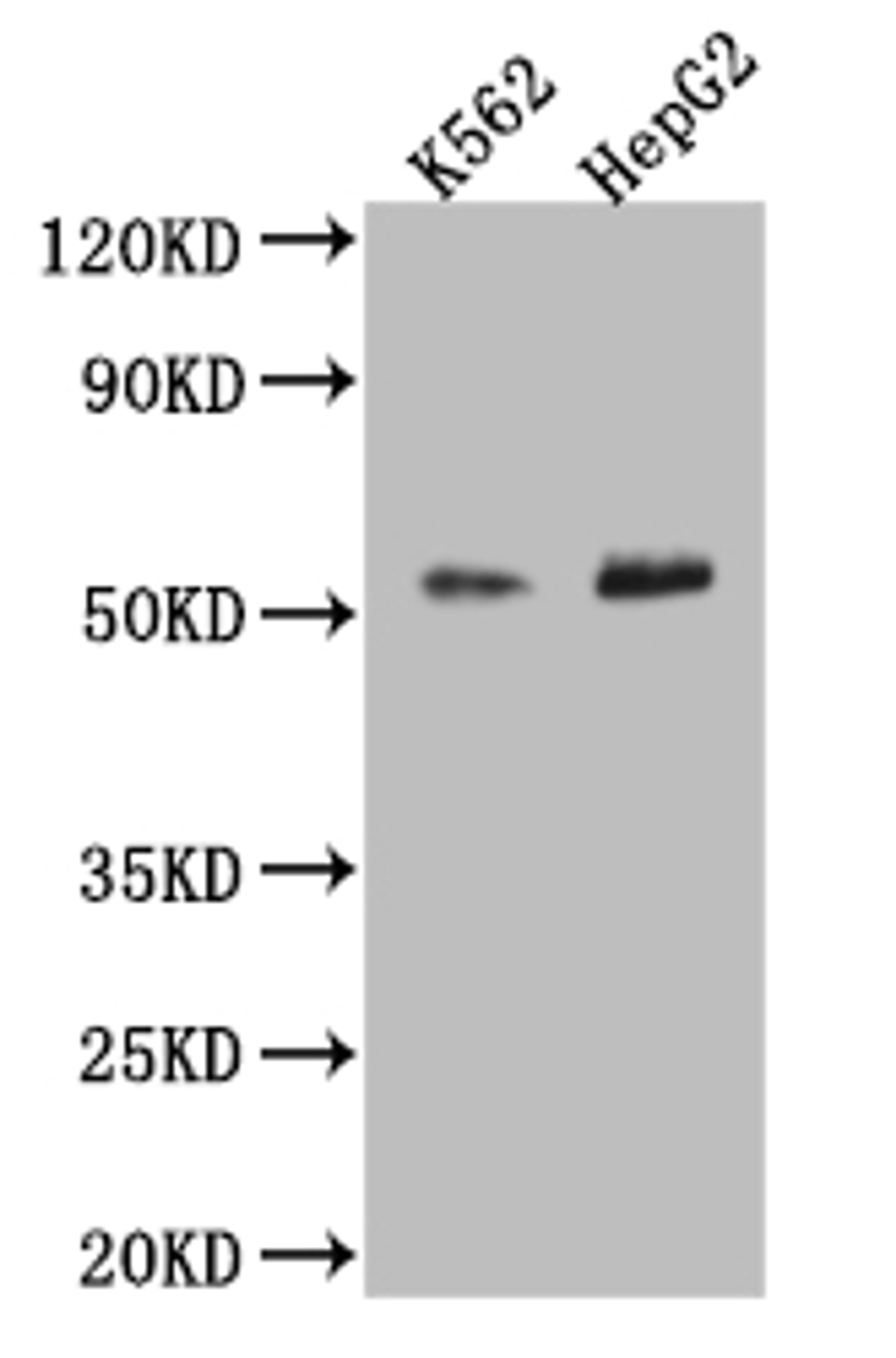Western Blot. Positive WB detected in: K-562 whole cell lysate, HepG2 whole cell lysate. All lanes: SLC16A7 antibody at 1:2000. Secondary. Goat polyclonal to rabbit IgG at 1/50000 dilution. Predicted band size: 53 kDa. Observed band size: 53 kDa.