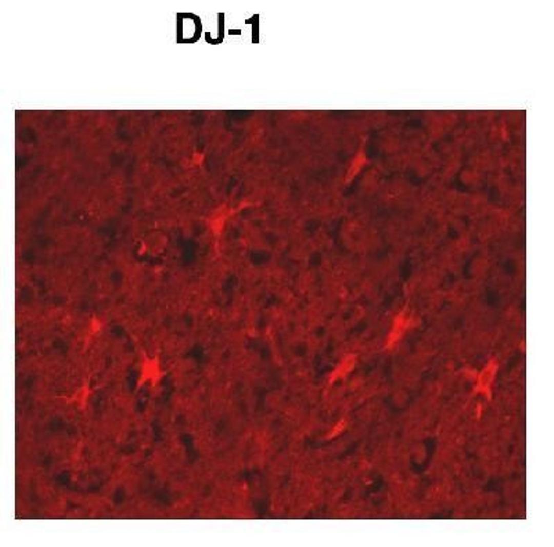 Immunocytochemistry/Immunofluorescence: Park7/DJ-1 Antibody [NB300-270] - Park7(DJ-1) detected in human cortex.