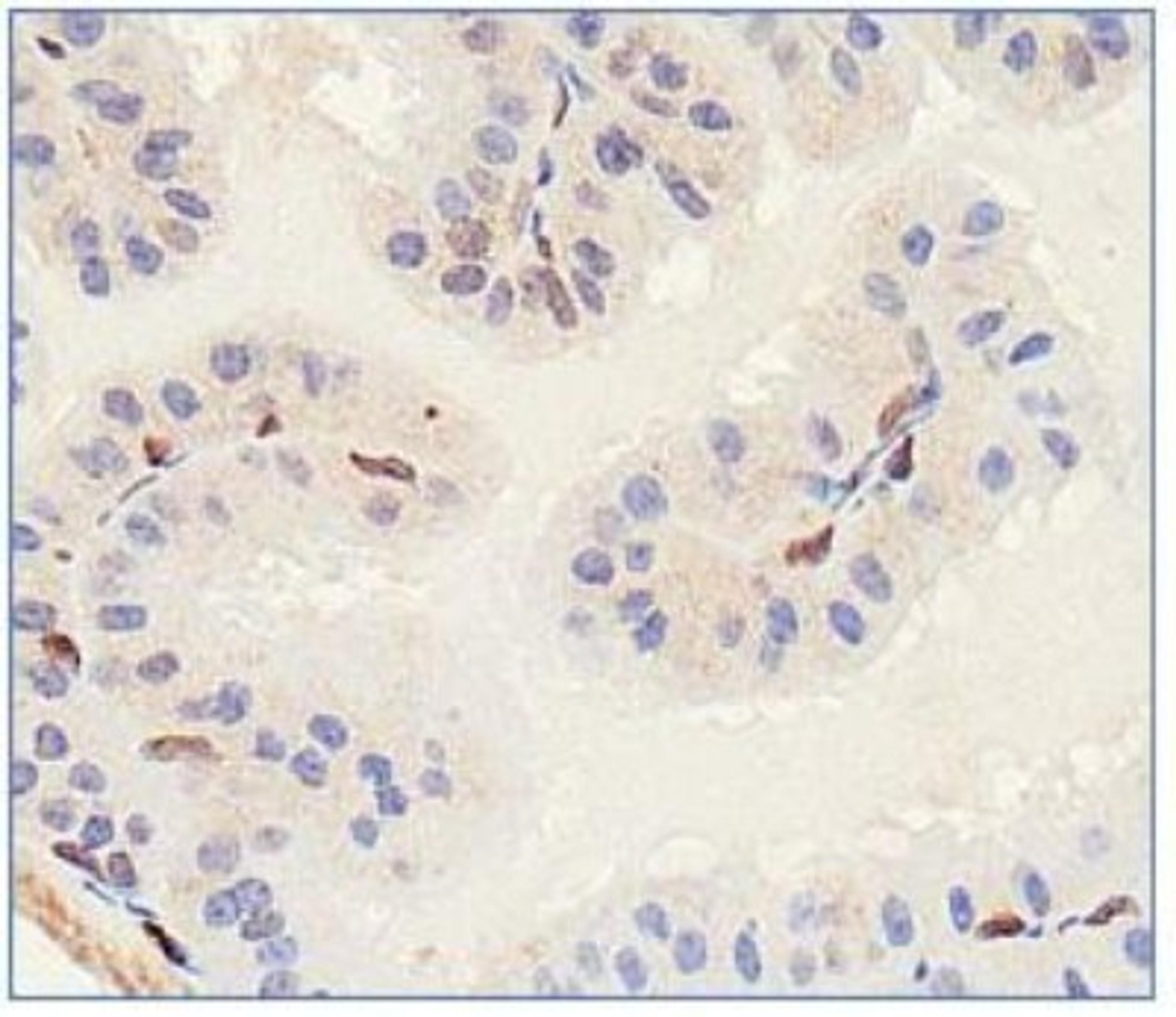 Immunohistochemistry: Slitrk1 Antibody [NBP1-49541] - Analysis of Slitrk1 in mouse prostate