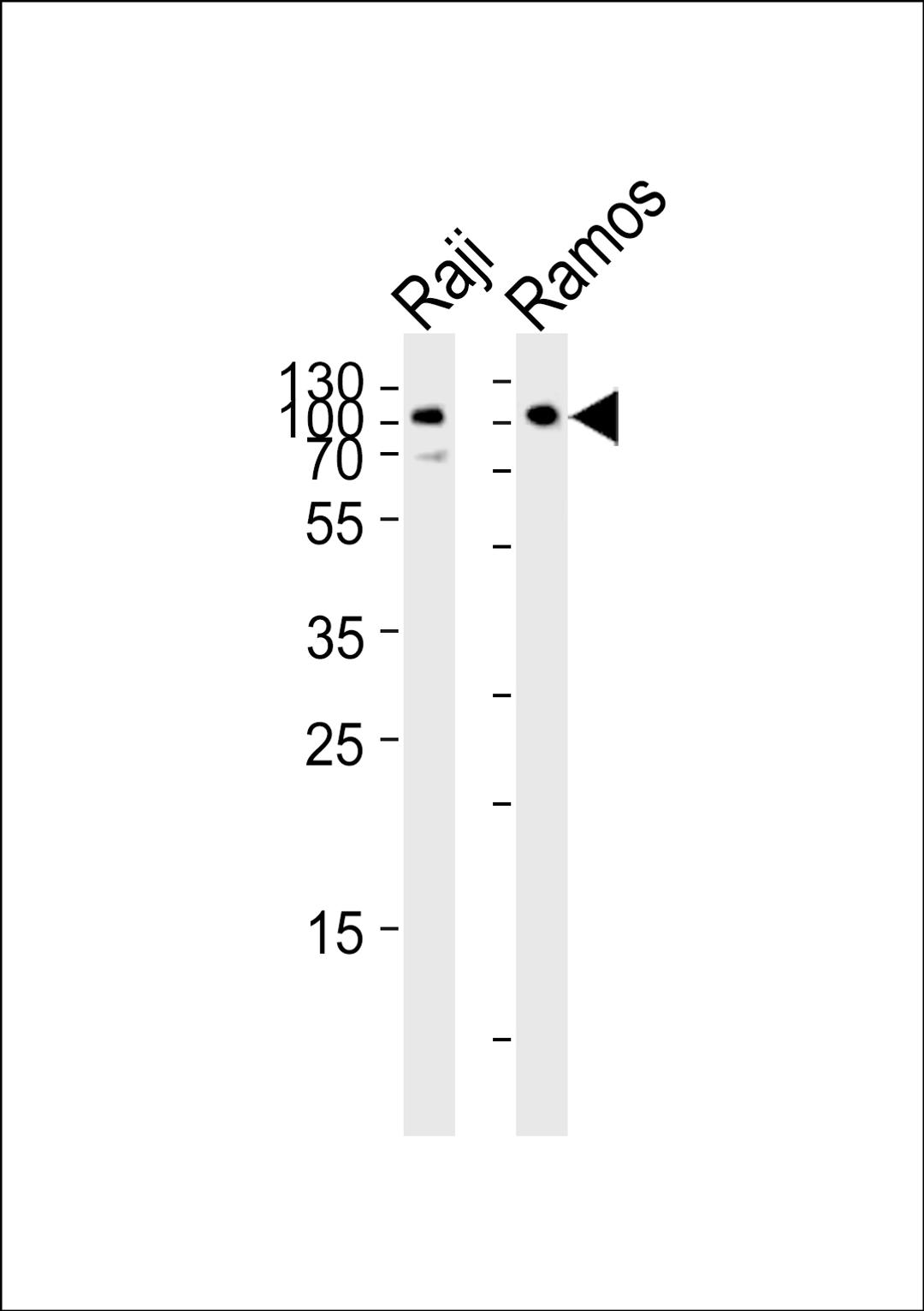 Western blot analysis of lysates from Raji, Ramos cell line (from left to right), using CD19 Antibody at 1:1000 at each lane.