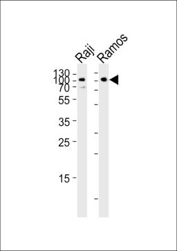 Western blot analysis of lysates from Raji, Ramos cell line (from left to right), using CD19 Antibody at 1:1000 at each lane.