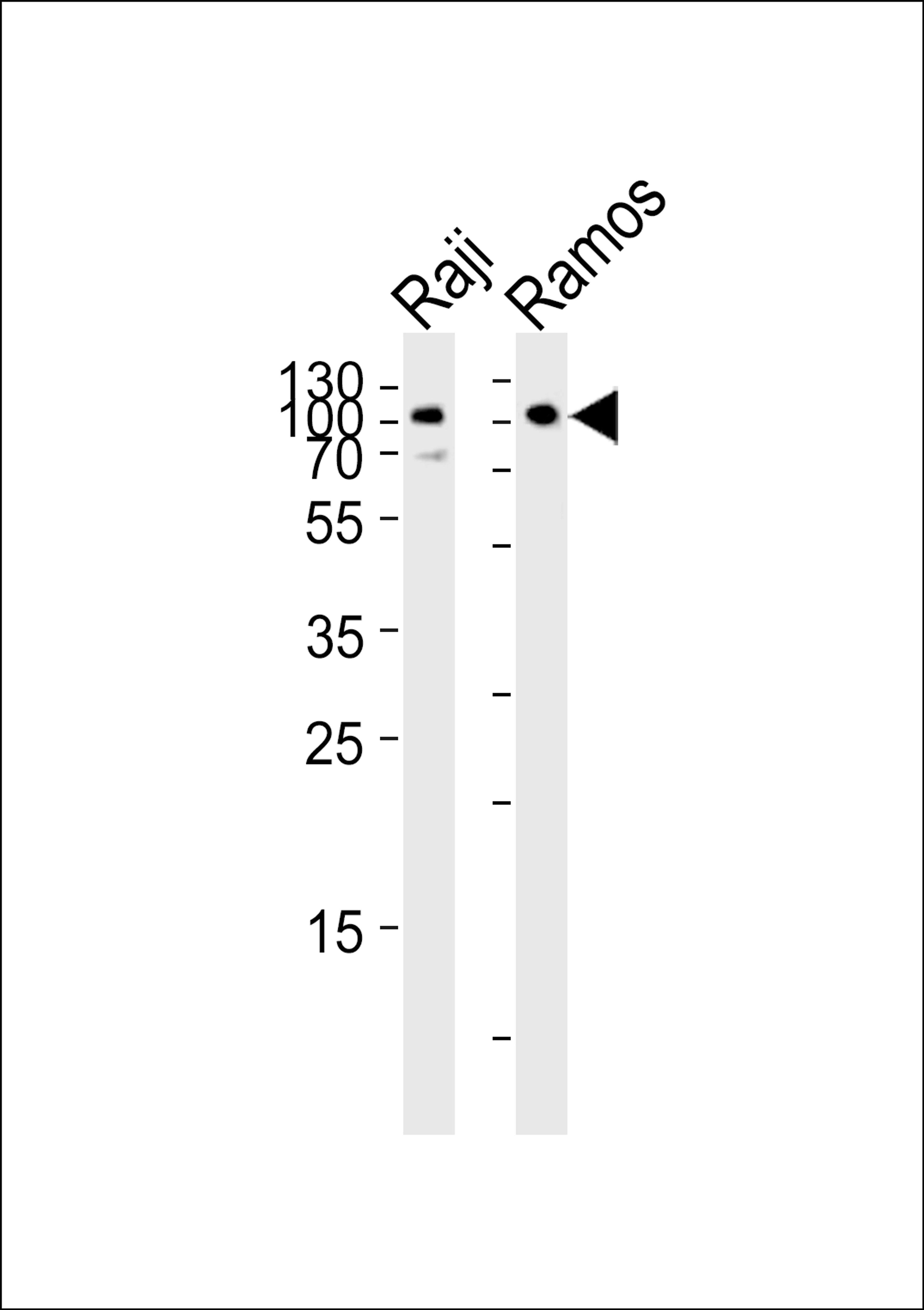 Western blot analysis of lysates from Raji, Ramos cell line (from left to right), using CD19 Antibody at 1:1000 at each lane.