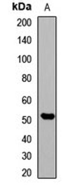 Western blot analysis of Hela (Lane1) whole cell lysates using pan methyl-lysine antibody