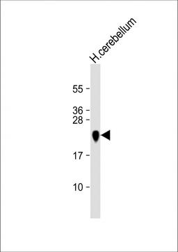 Western Blot at 1:16000 dilution + human cerebellum lysate Lysates/proteins at 20 ug per lane.