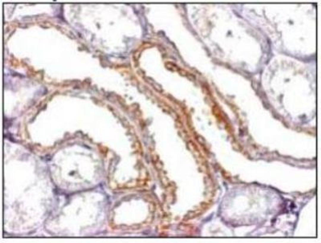 Immunohistochemistry-Paraffin: SLC7A3 Antibody [NBP1-78911] - Immunohistochemical detection of SLC7A3 on paraffin embedded section of human kidney with SLC7A3 Antibody.